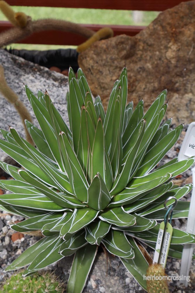 Agave victoriae-reginae - Bild 3