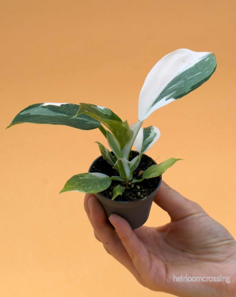 Philodendron white wizard Philodendron white wizard