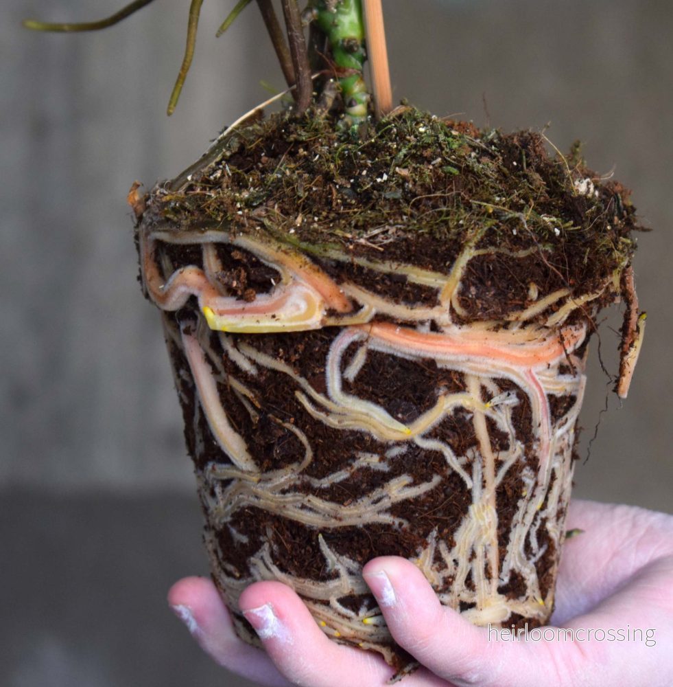 Anthurium balaoanum - Bild 3
