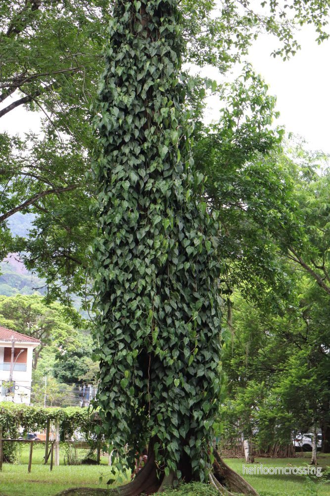 Philodendron hederaceum (klätterkalla) - Bild 2