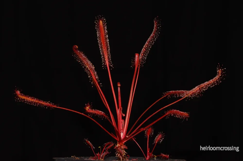Sileshår (Drosera capensis ”röd”) Sileshår (Drosera capensis ”röd”)