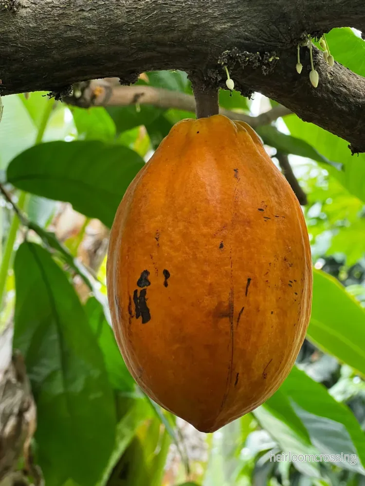 Kakaoträd 'Theobroma cacao' - Bild 2