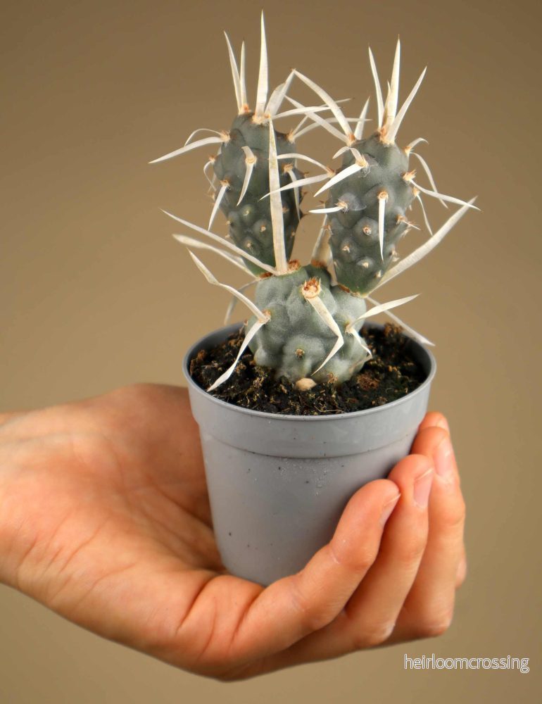 Tephrocactus articulatus - Bild 2