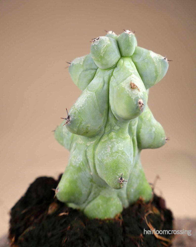 Myrtillocactus geometrizans cv. Fukurokuryuzinboku 'Tuttkaktus' - Bild 2
