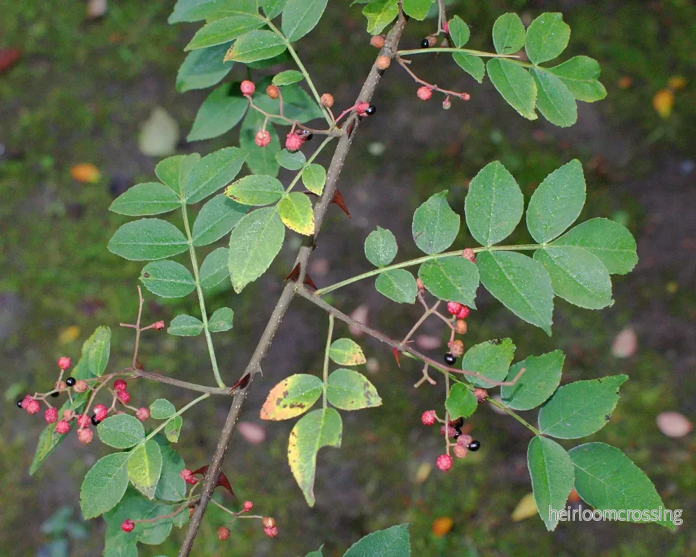 Sichuanpeppar (Zanthoxylum simulans) | frön, 10 st.