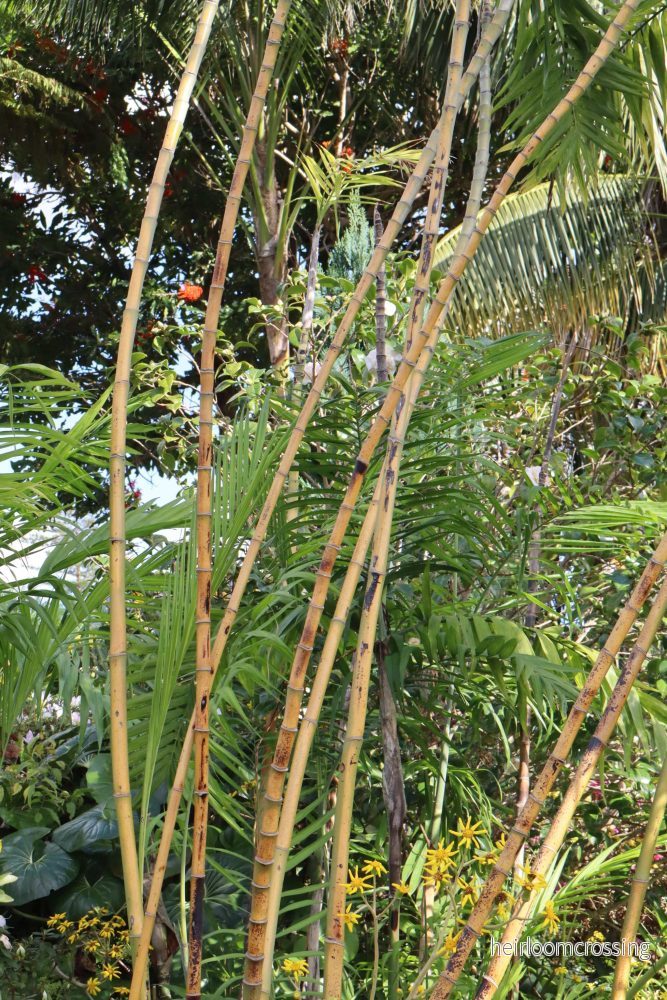 Bergpalm 'Chamaedorea elegans' - Bild 3