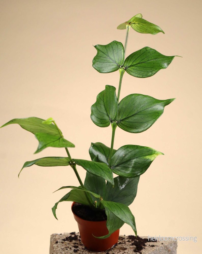 Hoya polyneura - Bild 3