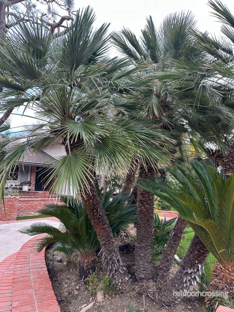 Köldtålig Dvärgpalm | Chamaerops humilis