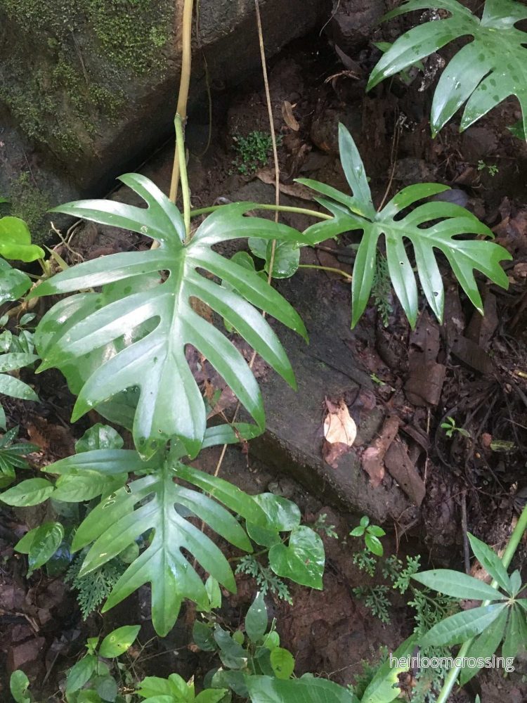 Philodendron mayoi - Bild 2