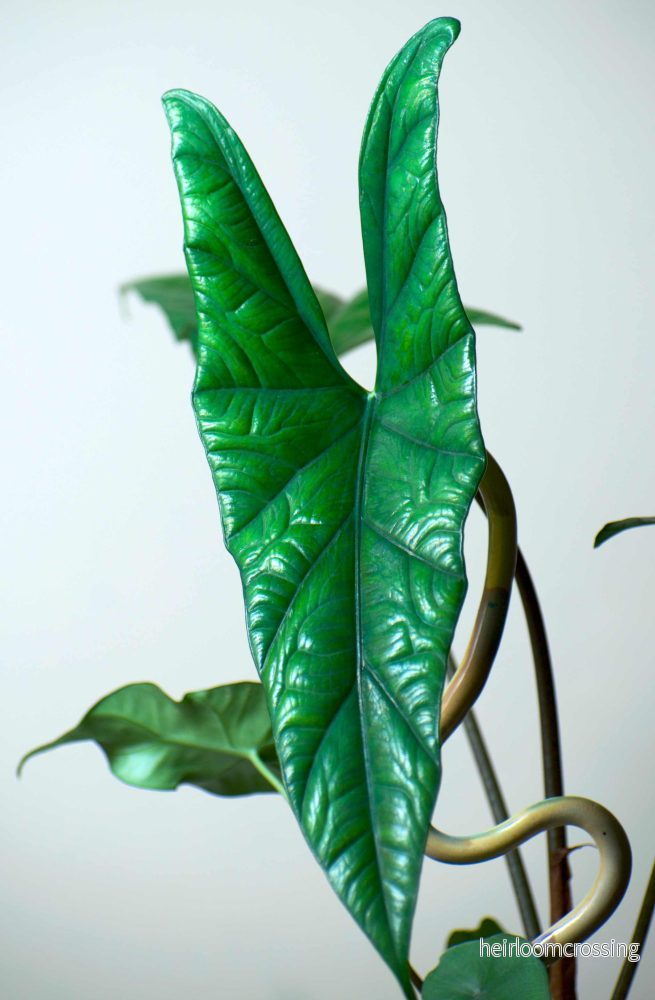 Alocasia simpo - Bild 3