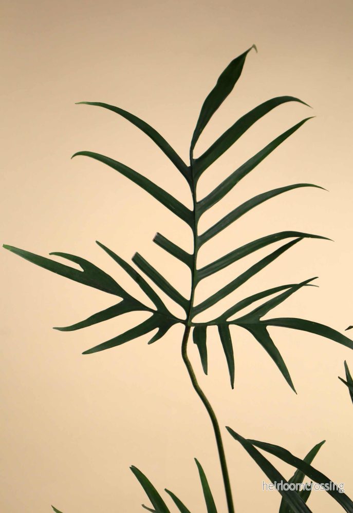 Philodendron polypodioides - Bild 2