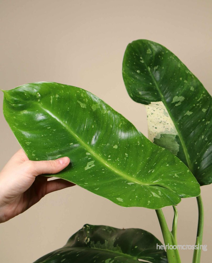 Philodendron 'Jose Buono' - Bild 2