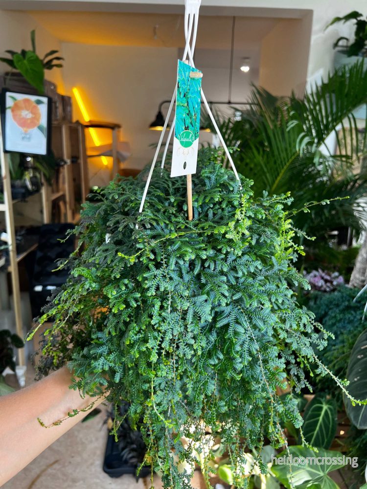 Selaginella uncinata 'Blå mossa' - Bild 3