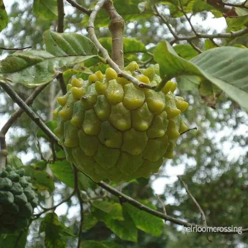 Doftande sockeräpple (Annona edulis) | frön, 10 st.