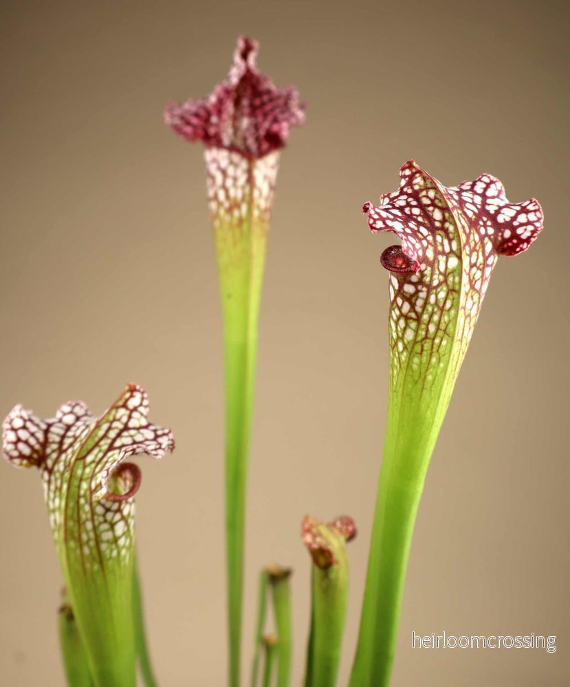 Sarracenia leucophylla
