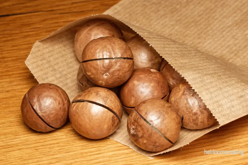 Macadamianöt (Macadamia ternifolia) | frön, 3 st. - Bild 2