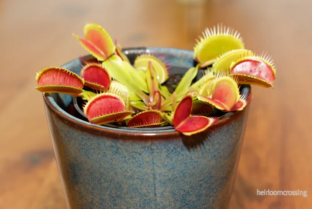 Venus flugfälla (Dionaea muscipula ”typisk”) Venus flugfälla (Dionaea muscipula ”typisk”)