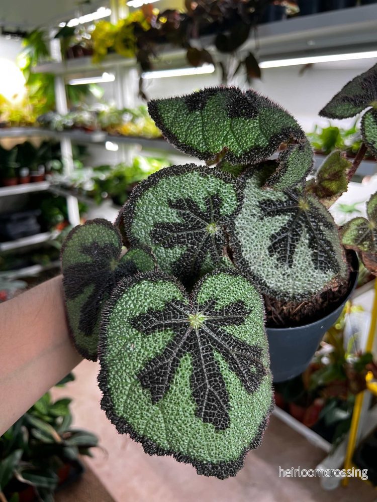 Begonia masoniana (Järnkorsbegonia)