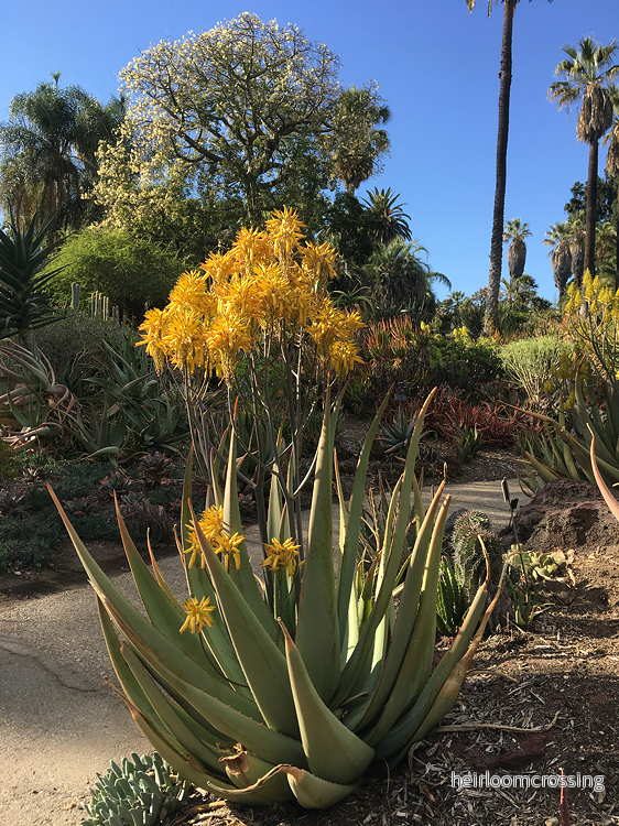 Elegant Aloe (Aloe elegans) | frön, 20 st.
