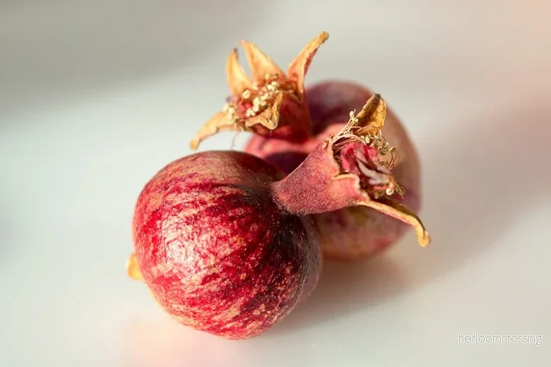 Dvärggranatäpple (Punica granatum "nana") | frön, 10 st. - Bild 3