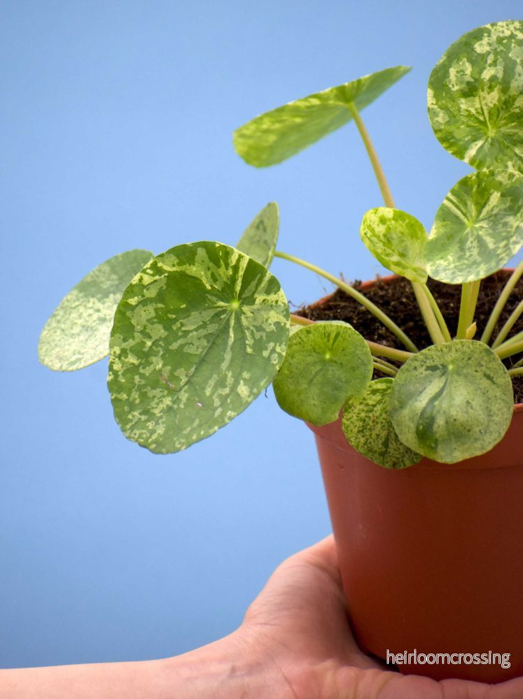 Pilea peperomioides 'Mojito' - Bild 3