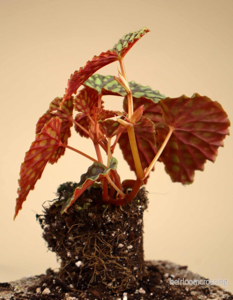 Begonia chlorosticta - Bild 3