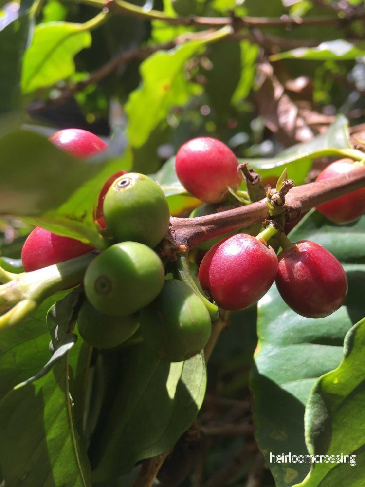 Kaffeträd 'Coffea arabica'