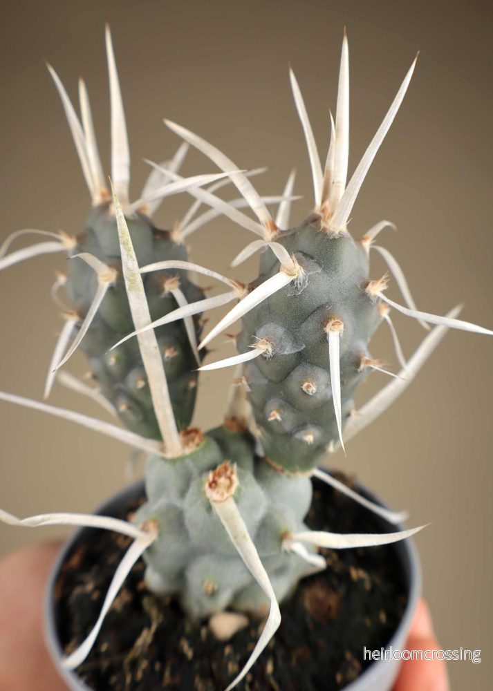 Tephrocactus articulatus
