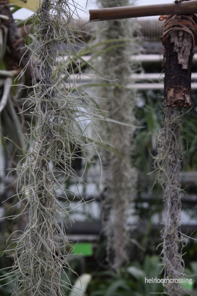 Tillandsia usneoides ’Spansk mossa’ Tillandsia usneoides ’Spansk mossa’