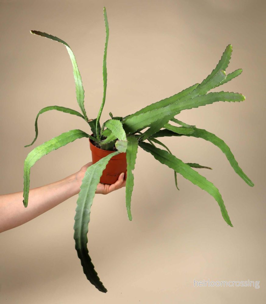 Disocactus (Epiphyllum) 'Red Tip' - Bild 2