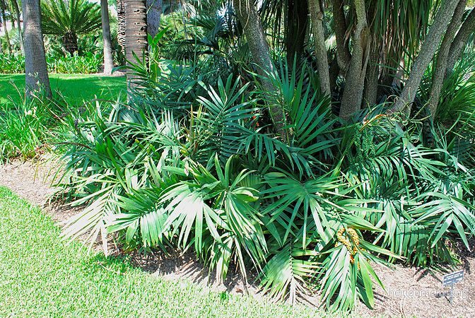 Härdig dvärgpalm (Chamaedorea radicalis) | frön, 10 st. - Bild 3
