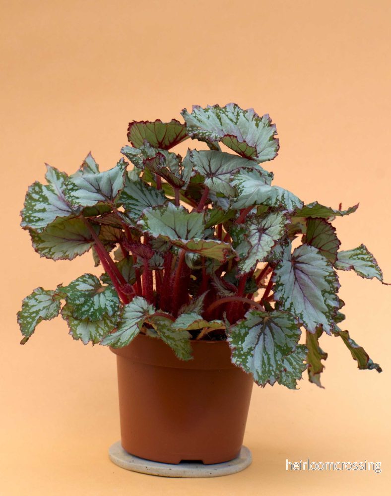 Begonia Rex 'Evening Glow'