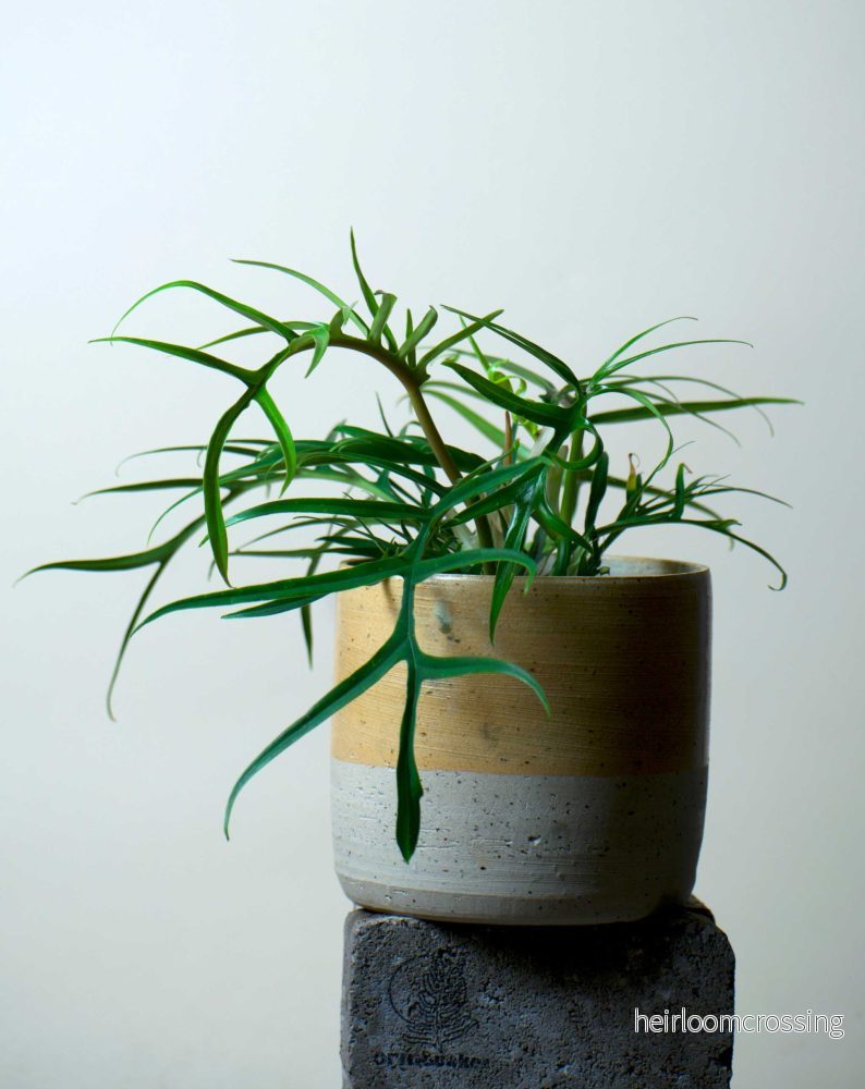 Philodendron tortum Philodendron tortum