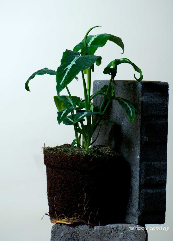 Syngonium wendlandii - Bild 3