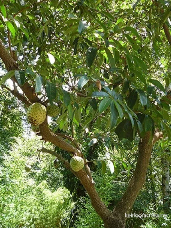 Taggig graviola (Annona muricata) | frön, 5 st. - Bild 3