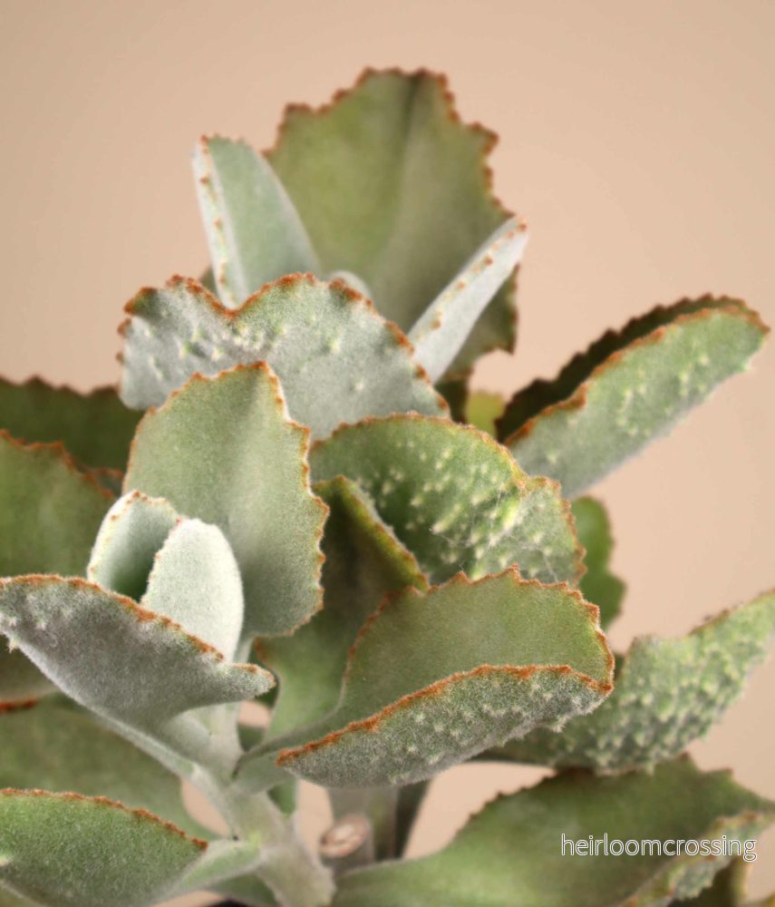 Kalanchoe beharensis 'Kamelhårskalankoe' - Bild 3