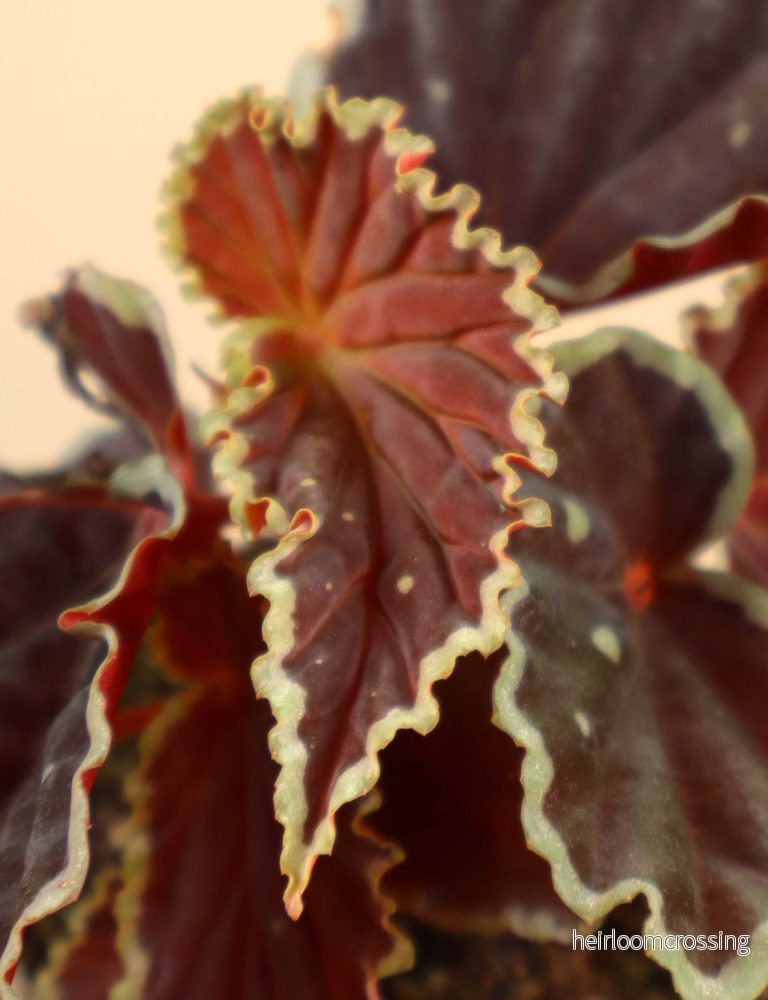 Begonia darthvaderiana 'Green Spot' - Bild 3