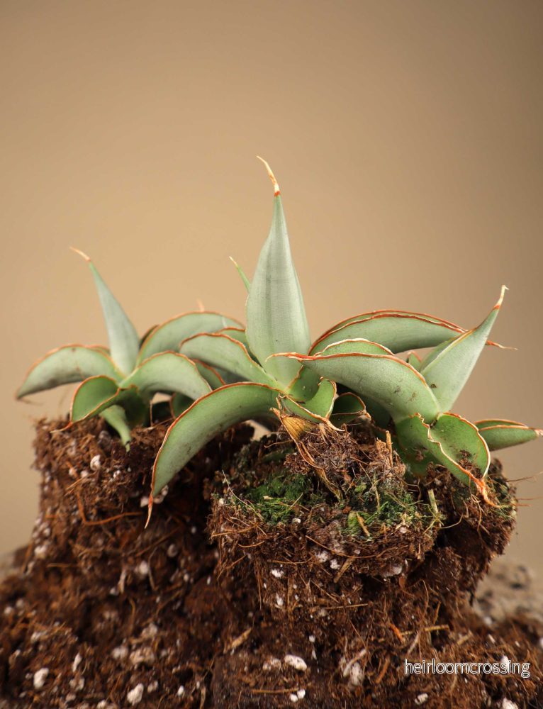 Sansevieria 'Swan Dancer'
