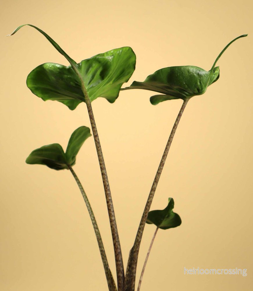Alocasia macrorrhiza ’Stingray’ Alocasia macrorrhiza ’Stingray’