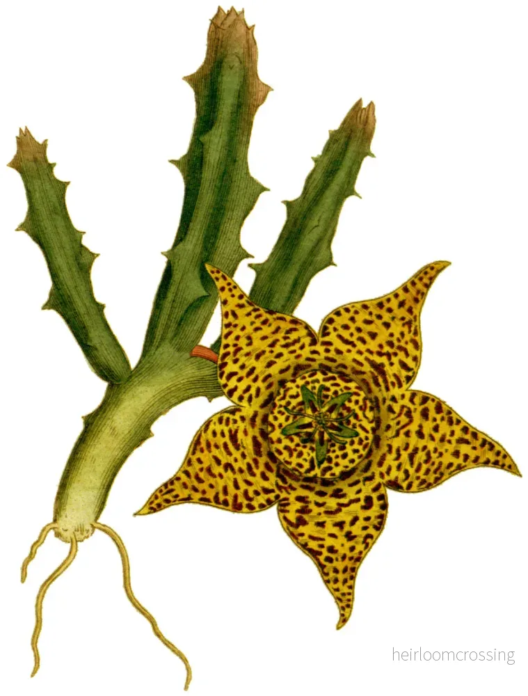 Brokig ordningsstjärna (Stapelia variegata) | frön, 10 st. - Bild 3