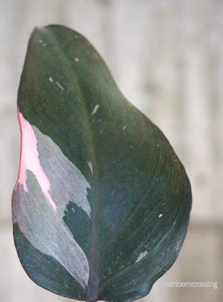 Philodendron 'Pink Princess' - Bild 2