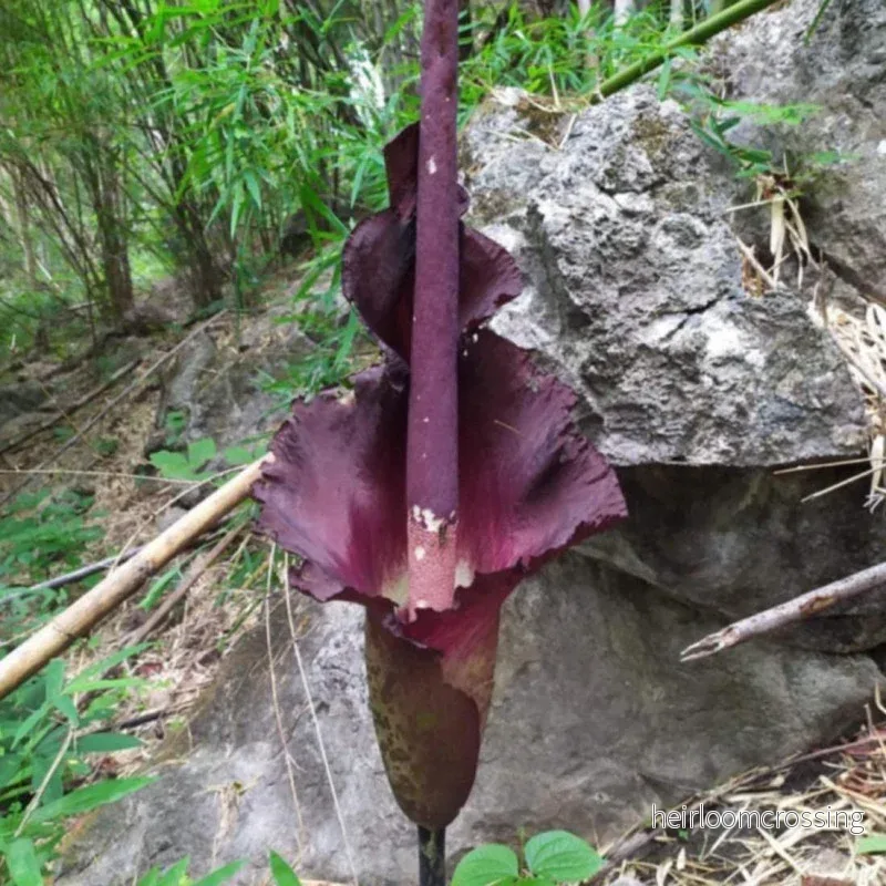 Maxwells amorphophallus (Amorphophallus maxwellii) | växt - Bild 3