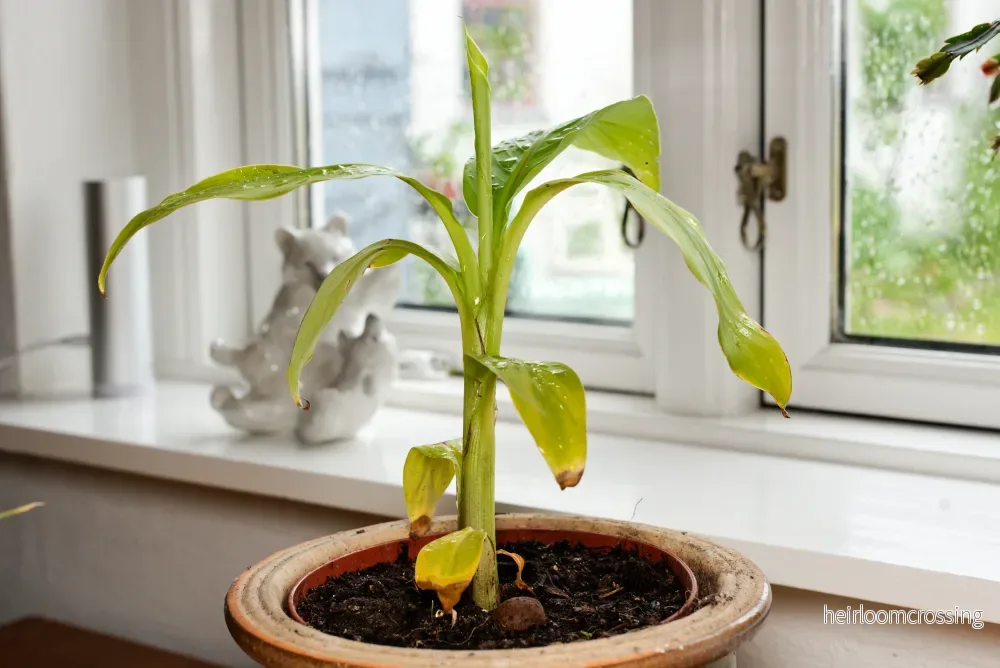 Japansk banan (Musa basjoo) | växt