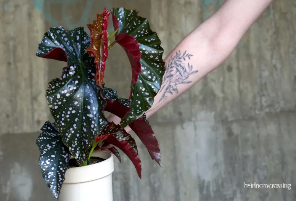 Begonia 'Cracklin' Rosie' - Bild 2