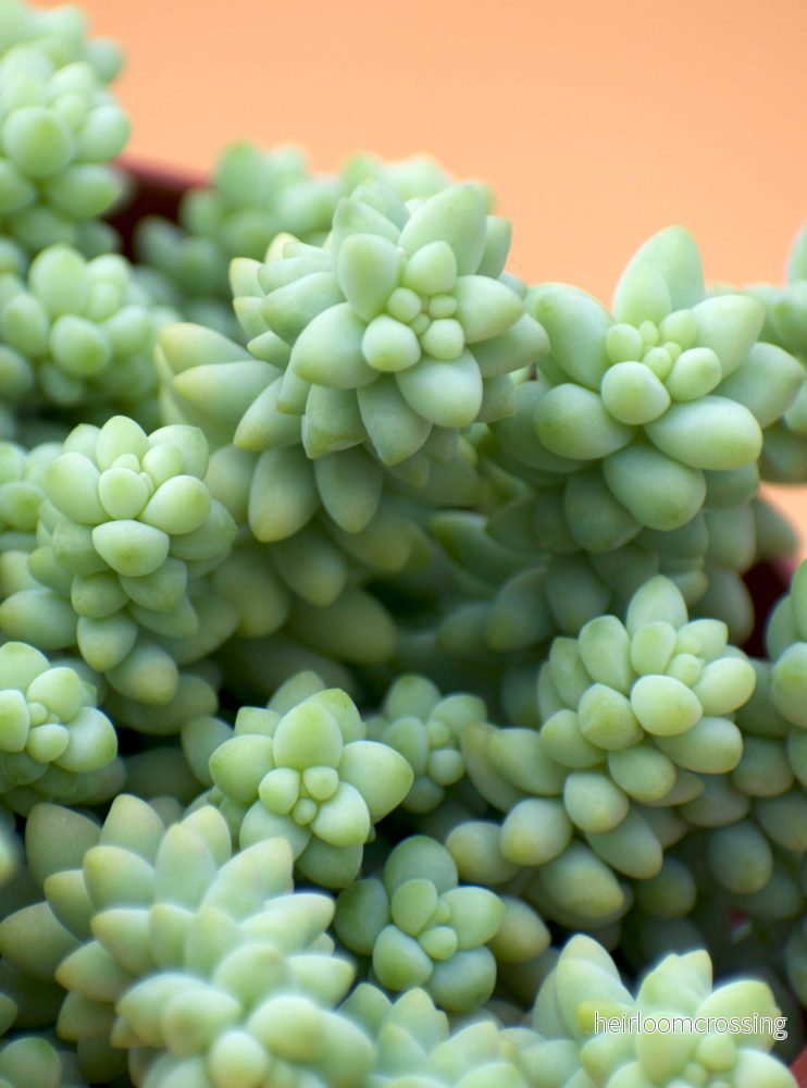 Sedum morganianum 'Burrito/Burro's Tail' - Bild 2
