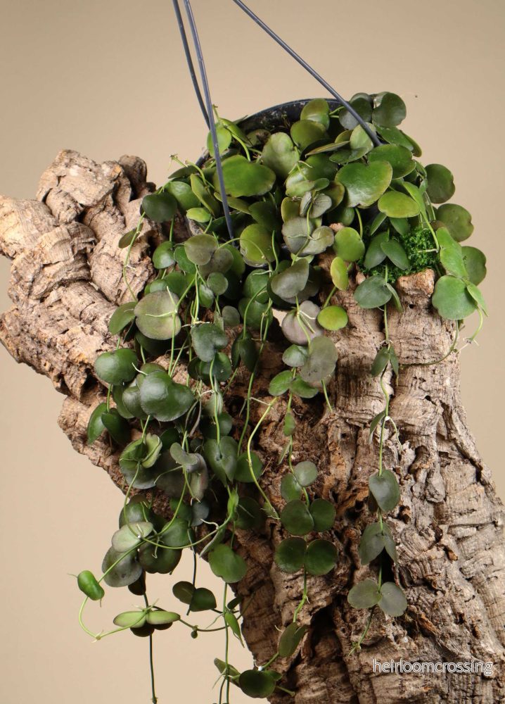 Dischidia platyphylla