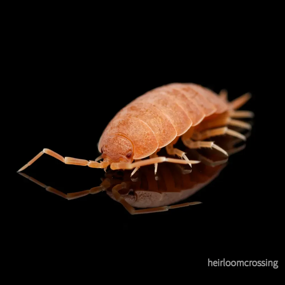 Släta grå bänkbett (Porcellio laevis ”Orange”) Släta grå bänkbett (Porcellio laevis ”Orange”)
