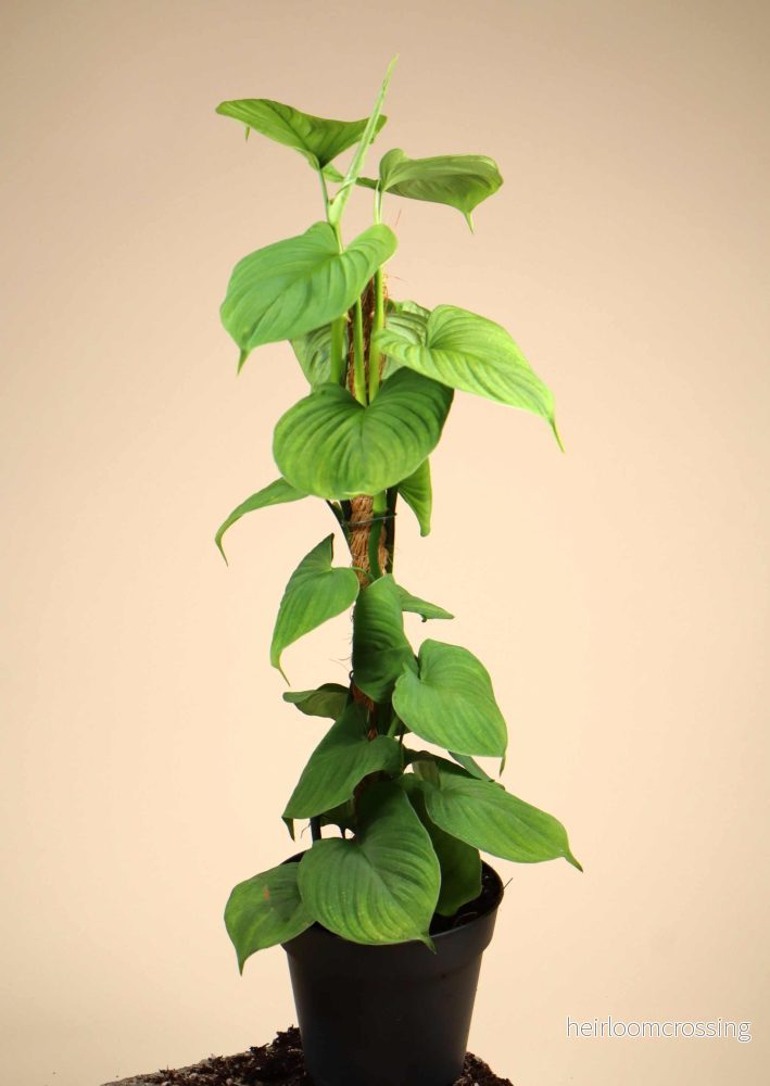 Philodendron fibraecataphyllum - Bild 3