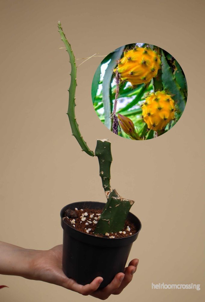 Gul Drakfrukt | Pitaya - Bild 2