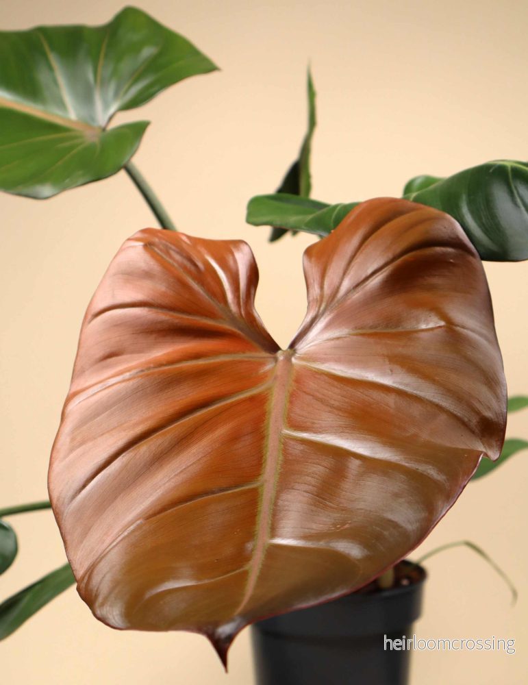 Philodendron 'Summer Glory' - Bild 2
